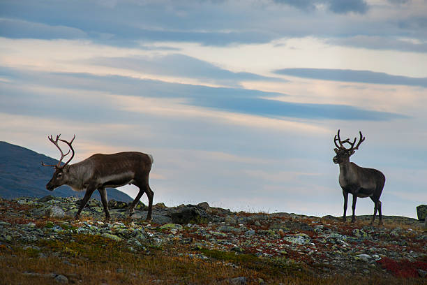 istock Reindeer grazing in the mountain. 501233626