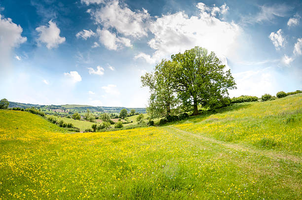 Beautiful Rolling Landscape On A Summers Day In The Cotswolds An Oak Tree In A Beautiful Rolling Landscape In The Cotswolds, England patchwork landscape stock pictures, royalty-free photos & images