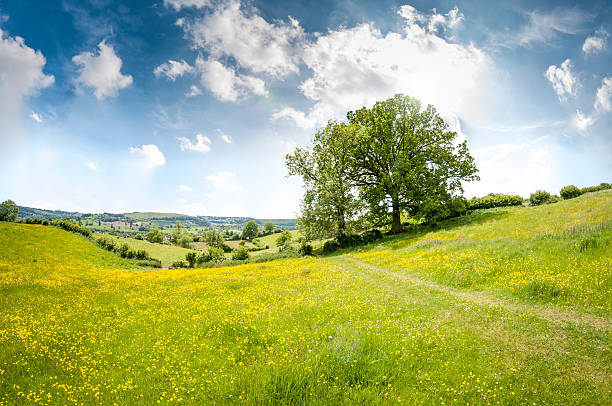 Beautiful Rolling Landscape On A Summers Day In The Cotswolds An Oak Tree In A Beautiful Rolling Landscape In The Cotswolds, England rolling landscape stock pictures, royalty-free photos & images