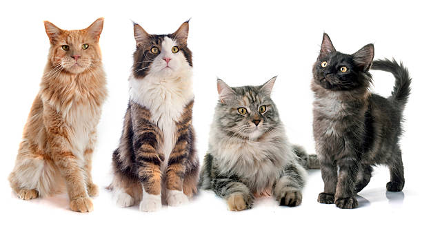 maine coon cats portrait of four purebred  maine coon cats on a white background small group of animals stock pictures, royalty-free photos & images