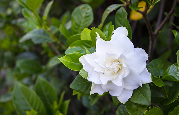 Gardenia jasminoides Gardenia jasminoides inflorescence photos stock pictures, royalty-free photos & images
