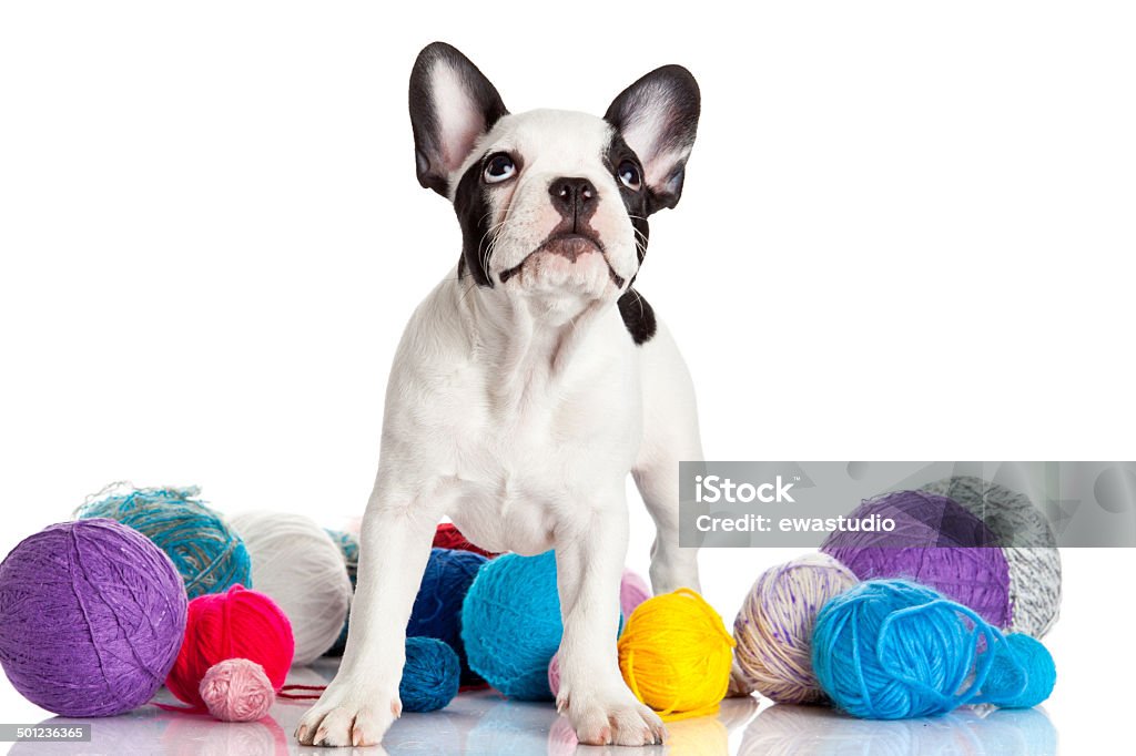 Французский бульдог щенок с шерстяной шарики изолированные на белом - Стоковые фото Без людей роялти-фри