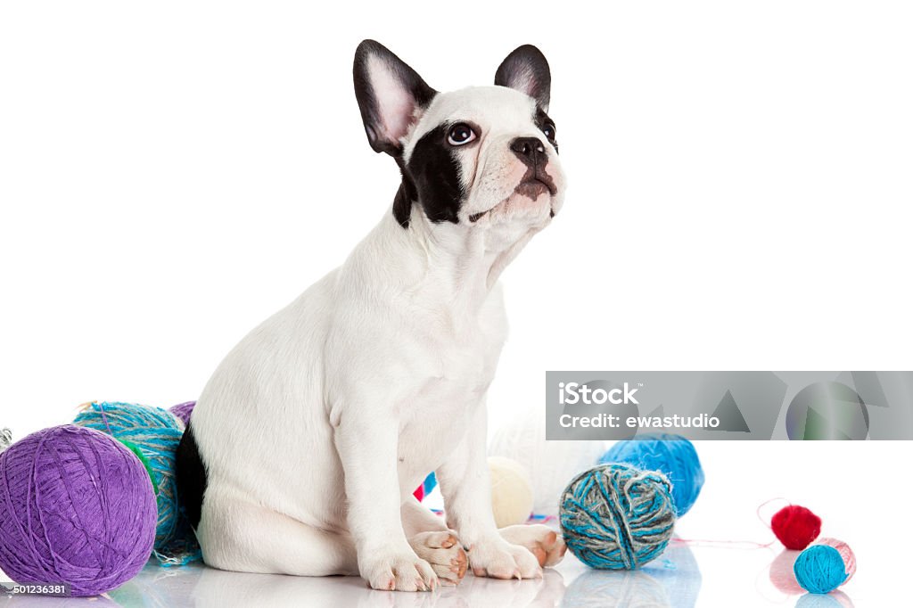 Buldogue Francês cachorrinho com lã bolas isoladas no branco - Foto de stock de Amarelo royalty-free