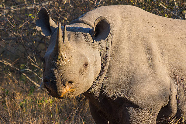 istock Black rhino in the wild 2 501236705