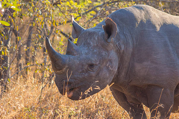 istock Black rhino in the wild 501236895