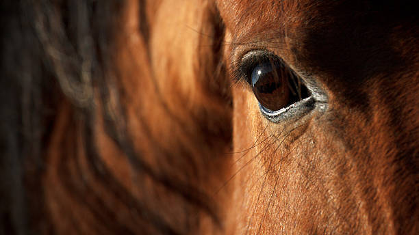 istock Eye of a horse 501237587