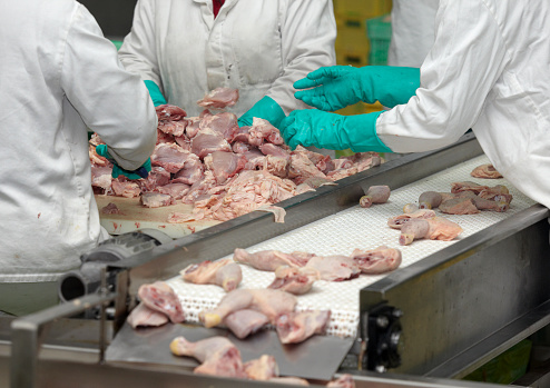 close up of poultry processing in food industryclose up of poultry processing in food industry