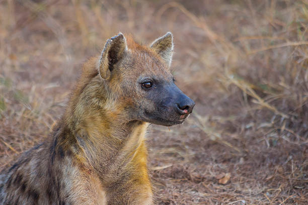 istock Alert hyena adult 501237801