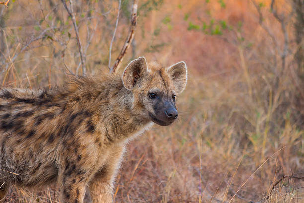 istock Alert hyena adult 501237803