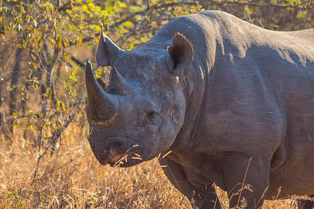 istock Black rhino in the wild 501238227