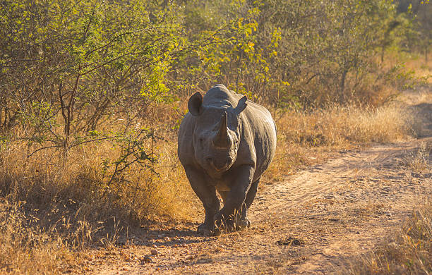 istock Black rhino in the wild 501238235