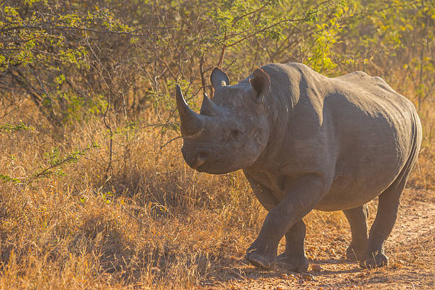 istock Black rhino in the wild 501238263