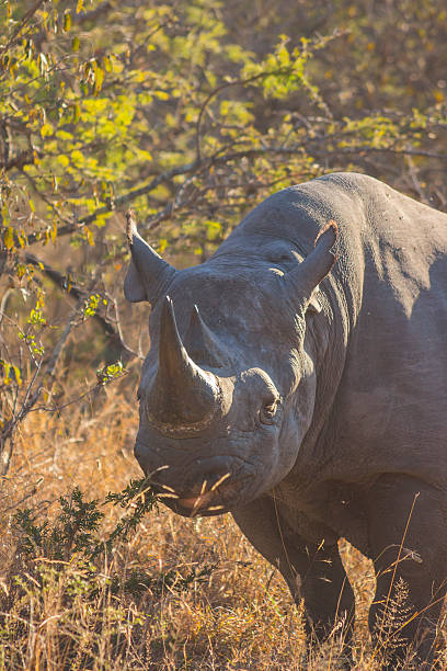 istock Black rhino in the wild 501238265