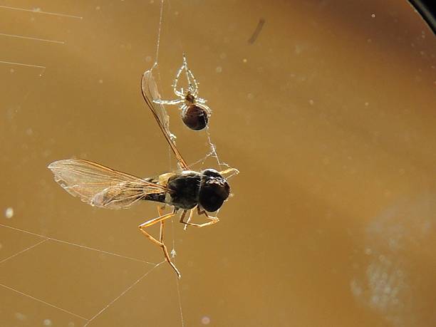 istock Said the spider to the fly 2 501238311