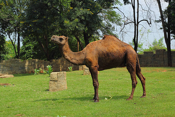 istock Camel standing in the zoo. 501238695