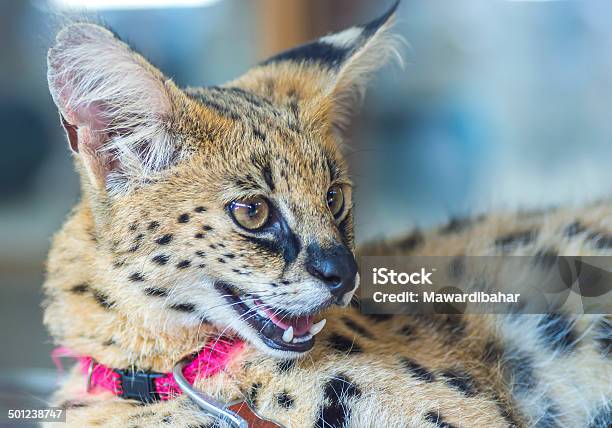 African Serval Stock Photo - Download Image Now - Animal, Animals Hunting, Animals In The Wild