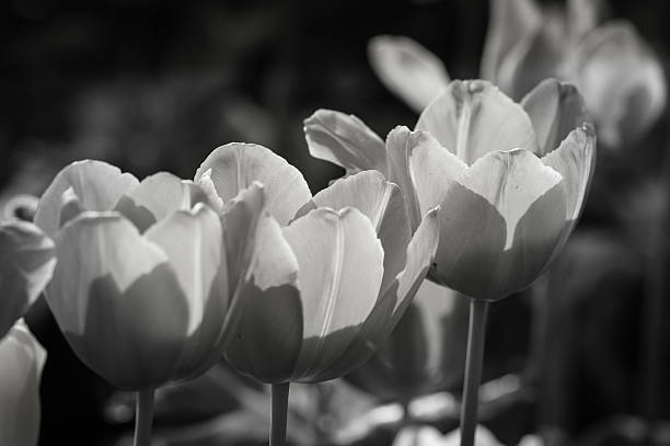 istock B&W Play of sun and shadow 501239749