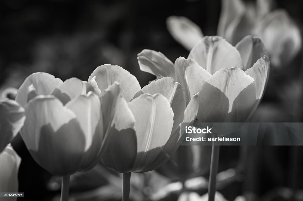 B&W Play of sun and shadow Dallas Arboretum, Texas. Tulips in the springtime Arboretum Stock Photo