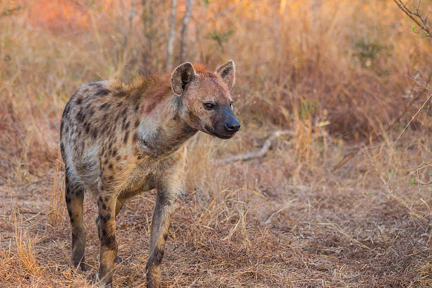 istock Alert hyena adult 501239767