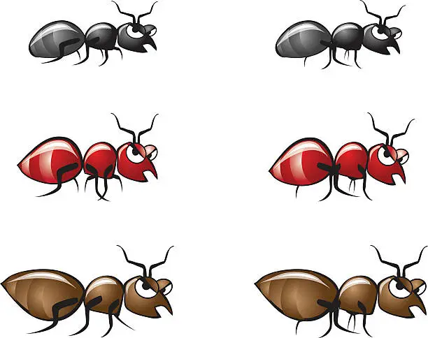 Vector illustration of Bug Illustrations 2