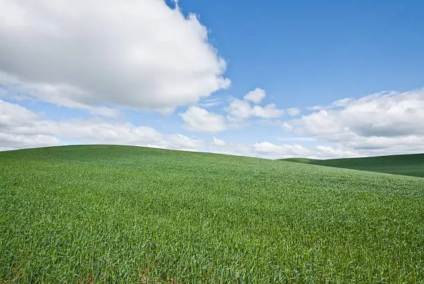 The Palouse is a rich agricultural area encompassing much of southeastern Washington State and parts of Idaho. It is characterized by low rolling hills mostly devoid of trees. Photographers are drawn to the Palouse for its wide open landscapes and ever changing colors. In the spring it is a visual mosaic of green. This picture of rolling wheatfields was taken at Fugate Road near the town of Palouse, Washington State, USA.