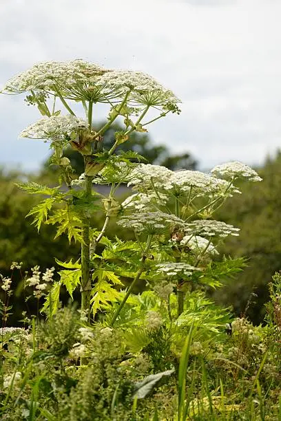 Heracleum mantegazzianum the notorious phototoxic plant, growing here alongside a British canal.