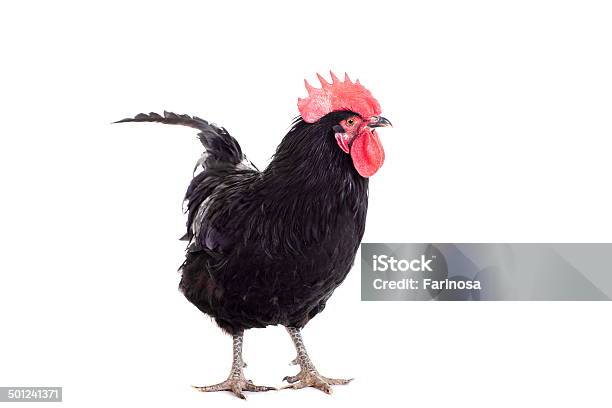 Gallo Nero Su Bianco - Fotografie stock e altre immagini di Agricoltura - Agricoltura, Ambientazione esterna, Animale