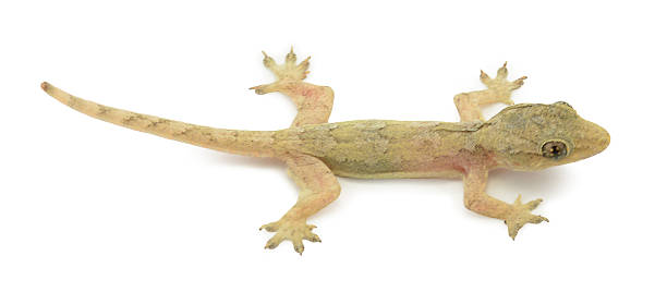istock House lizard - gekco isolated on white background 501242279