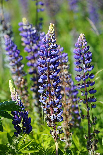 istock Blue Alaska Lupine 501242305