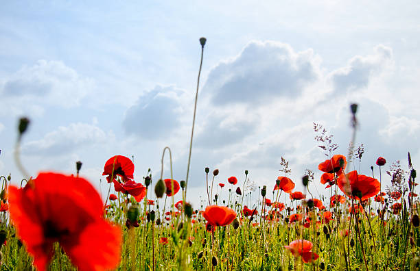 мак поле и солнце - horizon sky blue poppy стоковые фото и изображения