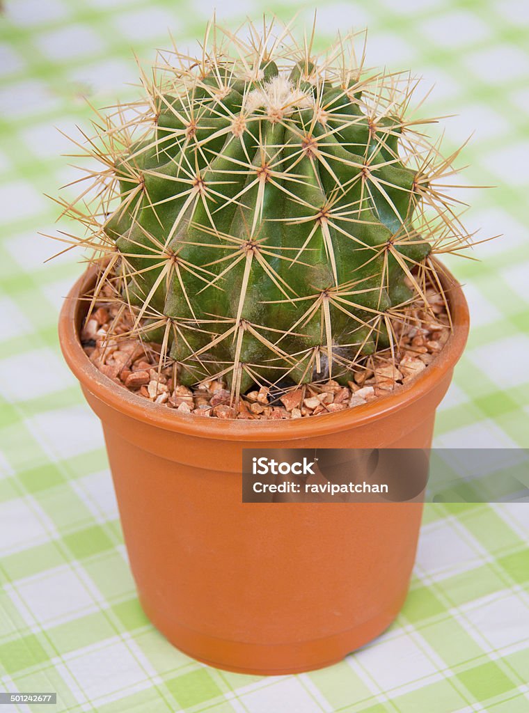 Kaktus w garnku na stole - Zbiór zdjęć royalty-free (Barwne tło)