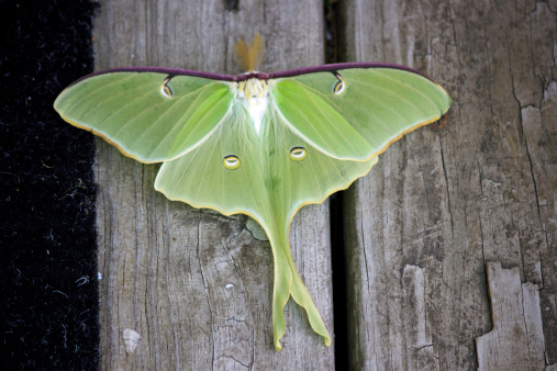 A male Luna Moth (Actias luna) on wood decking.