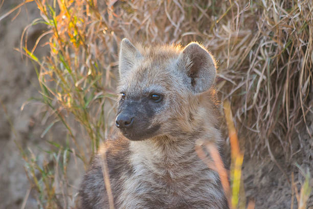 istock Hyena pup at a den 1 501243635