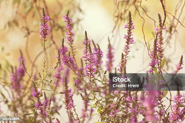 Beautiful Lavender Stock Photo - Download Image Now - Aromatherapy, Basket, Beauty