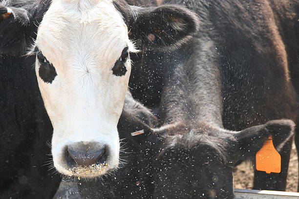 istock Black and White Cow Eating Grain in Nebraska 501249556