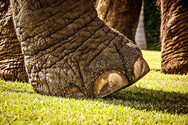 Close up of Indian elephant foot