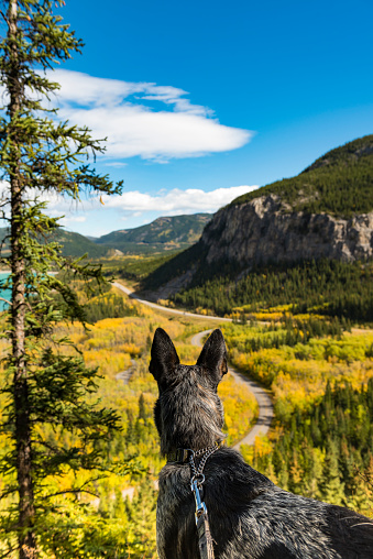 Young puppy overlooking Kananskis Valley Alberta Canada
