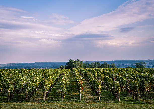Vineyard near Bordeaux, France Vineyard near Bordeaux, France with setting sun, purple sky, and rows of vines saint emilion photos stock pictures, royalty-free photos & images
