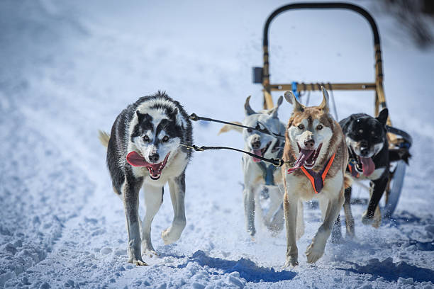 istock Runaway Dog Sled Team 501252068