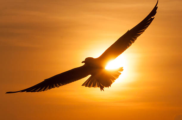 istock Silhouette Birds on the sunset. Seagulls at sunset. 501252736