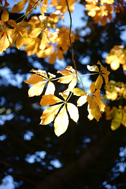 istock Autumn leaves Horse Chestnut 501253064