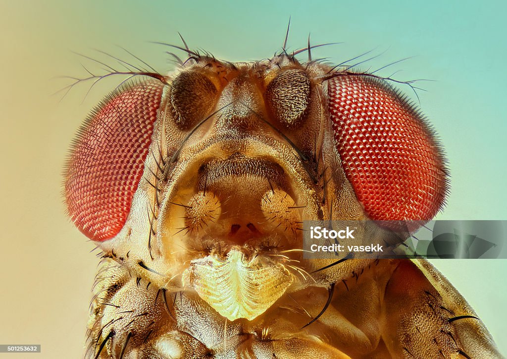 extreme detail fruit fly Fruitfly Stock Photo