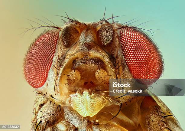 Extreme Detail Fruit Fly Stock Photo - Download Image Now - Fruitfly, 2015, Extreme Sports