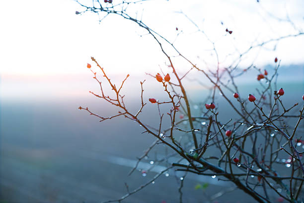 Rose hip bush in the winter mist stock photo