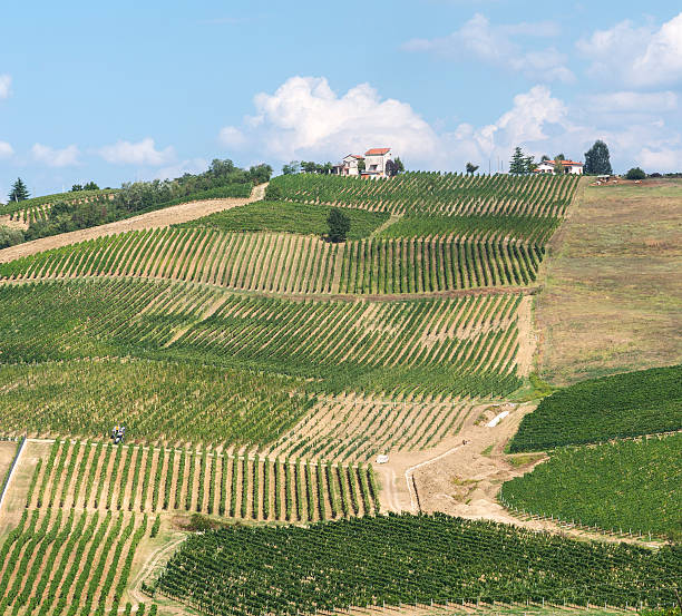 istock Vineyards in Oltrepo Pavese (Italy) 501255290
