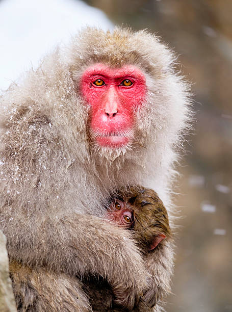 istock Snow Monkey Mother in the Wild 501255388