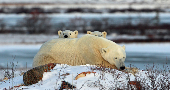 We watched this polar bear for a long time with only one cub visible, finally the second cub raises its head above his mothers shoulders. Picture taken in November near Churchill, Manitoba, Canada