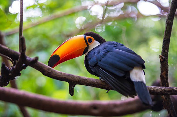 istock Toucan, National park Iguazu, Brazil 501257384
