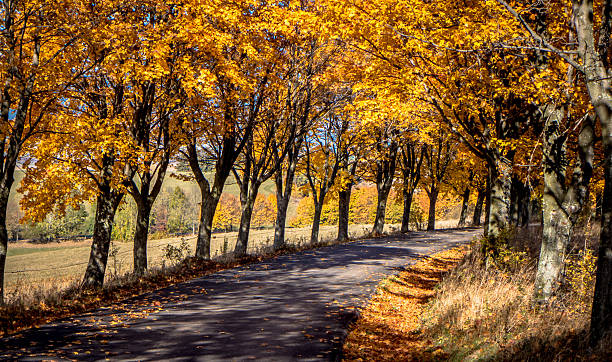 istock Autumn tress near road 501258478