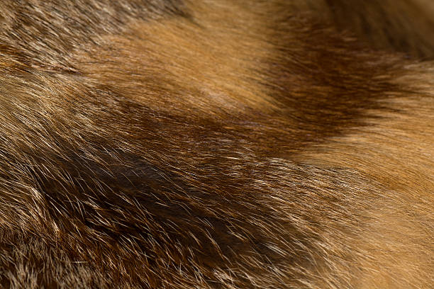 istock Luxurious fox fur in four shades 501258670